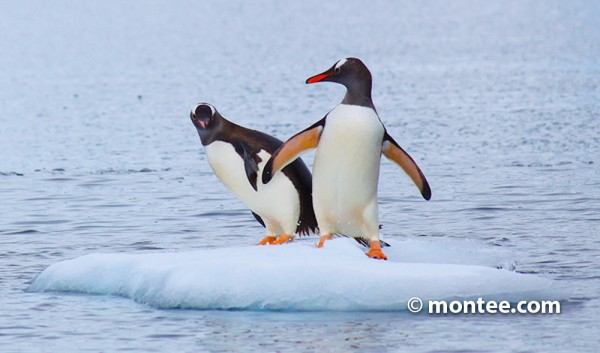 img_Pinguine in der Antarktis leiden unter der Überfischung der Krillkrebse für Omega3 Produkte.jpg